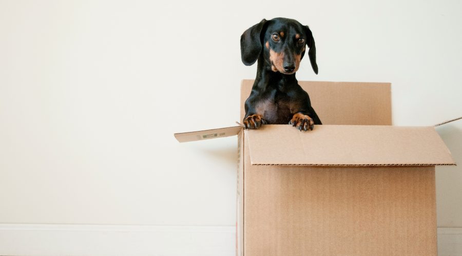 Dog in Moving Box